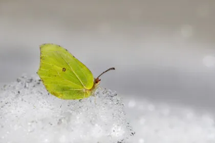 Überlebenskünstler im Frost - Wie überwintern unsere Insekten?