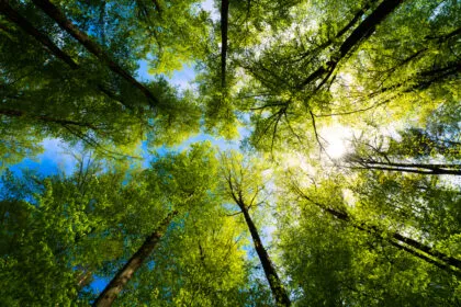 Warum der Baum nebenan weiß, dass Sie gerade einen Ast abbrechen