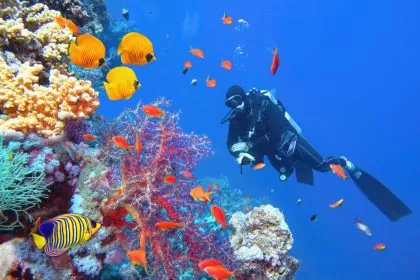 Korallenbleiche in Malaysia: Fischereiministerium fordert Einschränkung des Tourismus