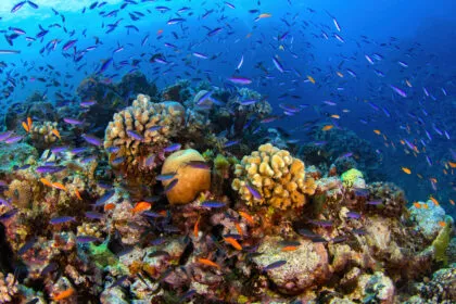 Symbol des Klimawandels: Fachmann sieht Great Barrier Reef in „hervorragendem Zustand“