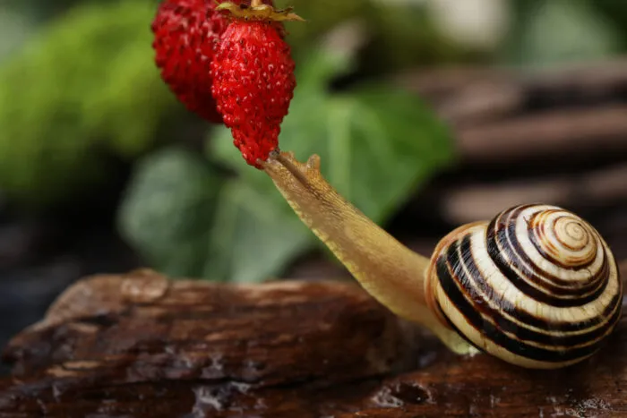 Auch Bänderschnecken mögen zuweil an Erdbeeren naschen. Foto: Olha Haletska/iStock