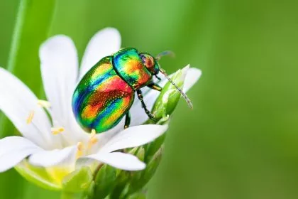 Forscher entwickeln biologisch abbaubare Farbe aus Käfern