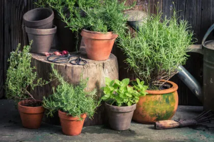 Frische Kräuter den ganzen Sommer lang