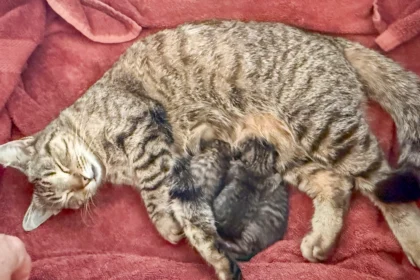 Katzen, Schicksal und gar sonderliche Zufälle