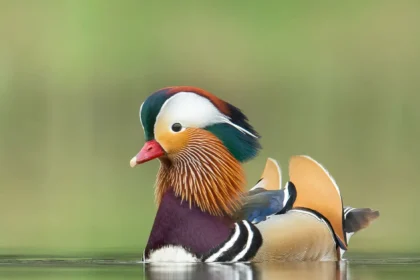 „Die schönste Ente der Welt“ - Schnappschüsse aus einem Park in den Niederlanden