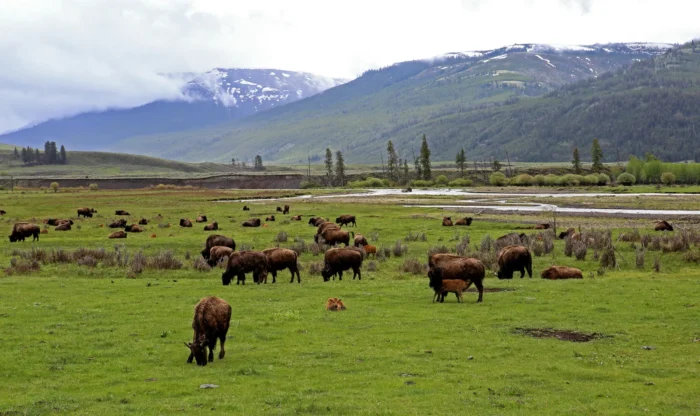 Bisons grasen am 31. Mai 2026 im Lamar Valley im Yellowstone-Nationalpark. Yellowstone ist der einzige Ort in den Vereinigten Staaten, an dem Bisons seit prähistorischen Zeiten ununterbrochen leben. Foto: Bobby Sanchez/Epoch Times