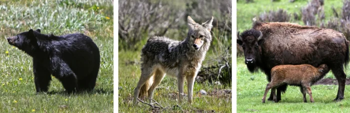 (Links) Ein Schwarzbär schnüffelt am 1. Juni 2026 im Yellowstone-Nationalpark. Zwei Bärenarten leben im Yellowstone: Schwarzbären und Grizzlybären. (Mitte) Ein Kojote erkundet am 1. Juni 2026 ein Camp im Yellowstone-Nationalpark. Kojoten sind häufige Raubtiere im Yellowstone und werden oft in den Wiesen und Tälern des Parks beobachtet. (Rechts) Ein Bison säugt am 31. Mai 2026 sein Kalb im Lamar Valley im Yellowstone-Nationalpark. Das Tal in der nordöstlichen Ecke des Parks gilt als einer der besten Orte, um Bären, Wölfe und Bisons zu beobachten. Foto: Bobby Sanchez/Epoch Times