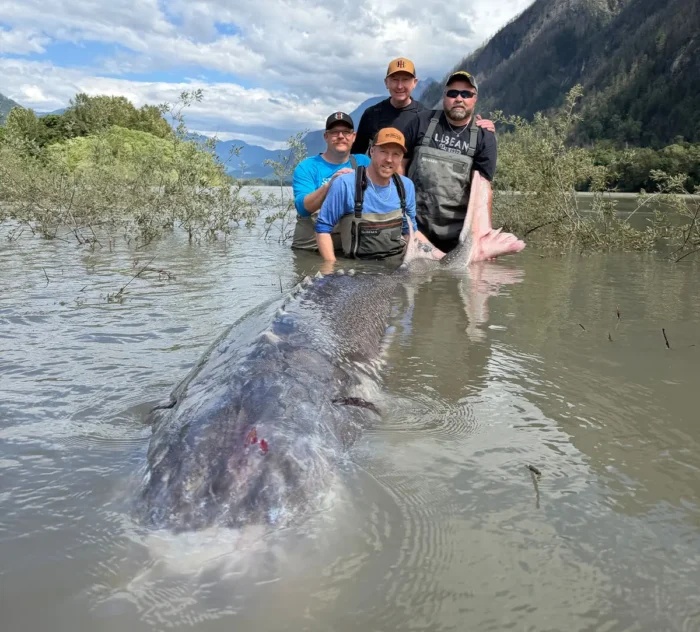 Kevin Estradas Kunden posieren mit dem riesigen Stör, den sie am 4. Juni 2026 an Land gezogen haben. Foto: Mit freundlicher Genehmigung von Sturgeon Slayers