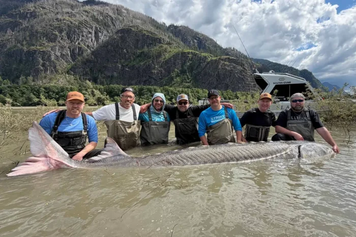 (LR) Elvis Penton, Ryan Hunden, Joe Verbeek, Carter Kowal, Travis Meiklejohn, Anders Sorensen und Shawn North posieren mit dem rekordverdächtigen Stör, der am 4. Juni 2026 im Fraser River gefangen wurde. Foto: Mit freundlicher Genehmigung von Sturgeon Slayers
