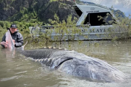 Kein Angler-Latein: Schwimmender Urzeitriese im kanadischen Fraser River gefangen