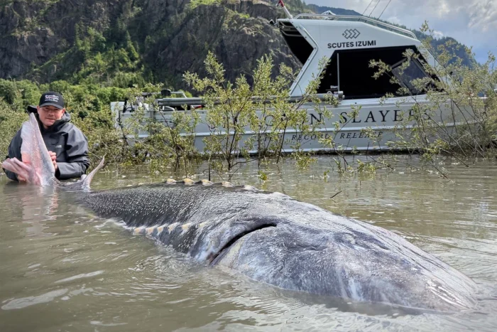 Kevin Estrada, Inhaber von Sturgeon Slayers, posiert am 4. Juni 2026 mit dem Rekordfang eines Störs im Fraser River, den sein Unternehmen erzielt hat. Foto: Mit freundlicher Genehmigung von Sturgeon Slayers