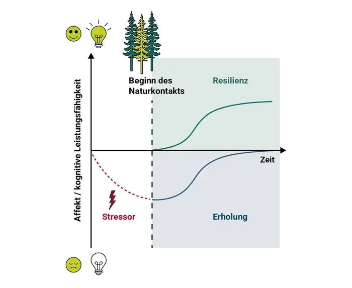Die Grafik zeigt zwei mögliche Wirkungen von Naturerlebnissen. Die rote gestrichelte Linie stellt einen Leistungs- oder Stimmungseinbruch durch Stress dar. Nach dem Aufenthalt in der Natur (vertikale gestrichelte Linie) zeigt die blaue Kurve, wie sich Menschen von dieser Belastung erholen und wieder ihr normales Niveau erreichen. Die grüne Kurve verdeutlicht, dass Natur auch dann positive Effekte haben kann, wenn keine vorherige Belastung vorlag: Stimmung und geistige Leistungsfähigkeit können sich über das normale Ausgangsniveau hinaus verbessern. Foto: Adapted from Prugger &amp; Kühn, 2026, original image licensed under CC BY 4.0 Image: Max-Institut für Bildungsforschung, CC BY 4.0