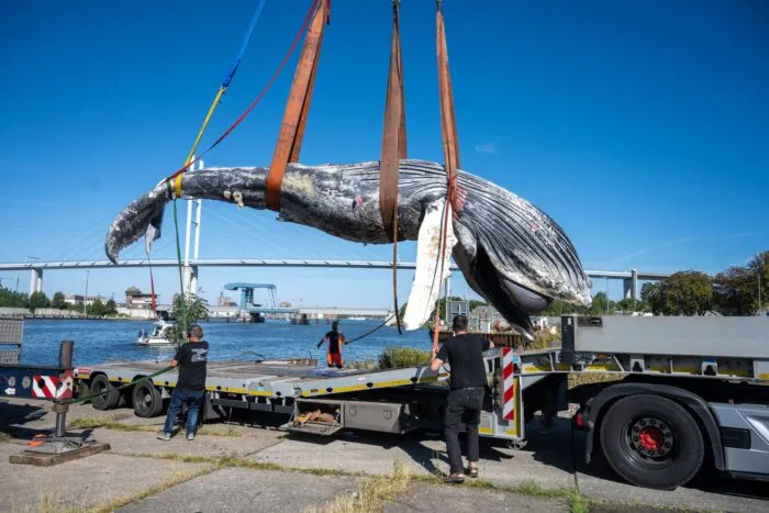 Der tote Wal vom Greifswalder Bodden wird aus dem Wasser geholt.