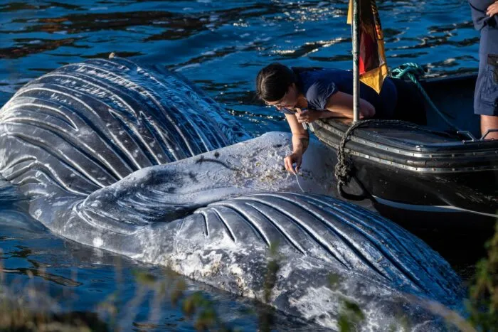 Die Sektion ergab, dass sich das Tier in keinem guten Zustand befand. Unter anderem dürften ihm Abszesse das Schwimme erschwert haben. (Archivbild)