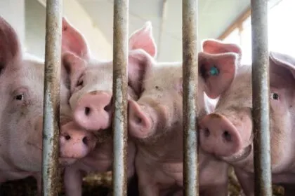 Schweinebauern unter Druck: Exporte brechen ein, Nachfrage sinkt