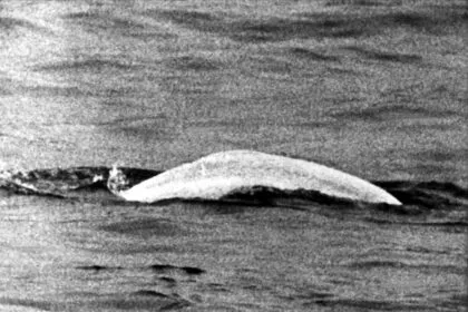 Wal auf Abwegen: Vor 60 Jahren schwamm Moby Dick im Rhein