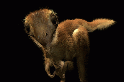 Gehüllt in einen Mantel aus Daunenfedern: Waren T. rex-Babys flauschige Plüschbälle?