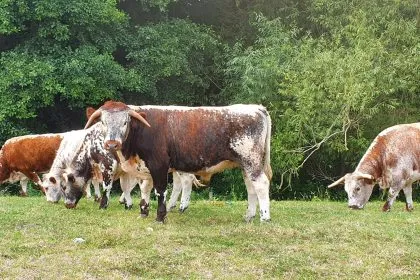 Von Dinos, Seesternen und Rindern: Fossilien fischen auf der Farm