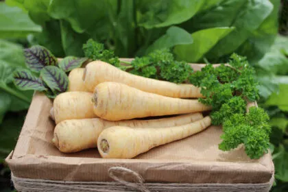 Pastinake: Darum liegt das fast vergessene Wurzelgemüse wieder im Trend