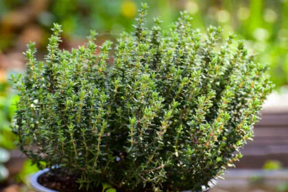 Thymian: Mediterrane Würze mit Heilkraft