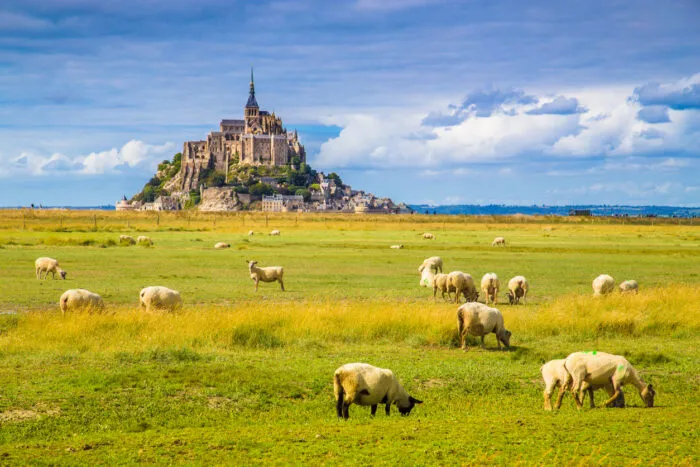 Schafe auf einer Sommerwiese vor Mont-Saint-Michel. Foto: bluejayphoto/iStock
