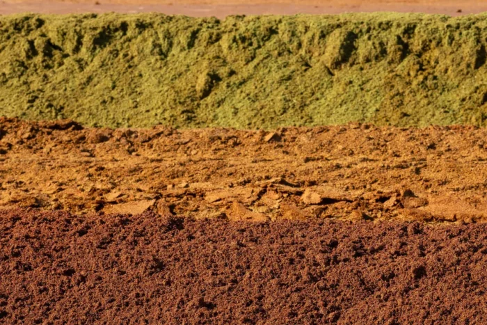 Rooibos