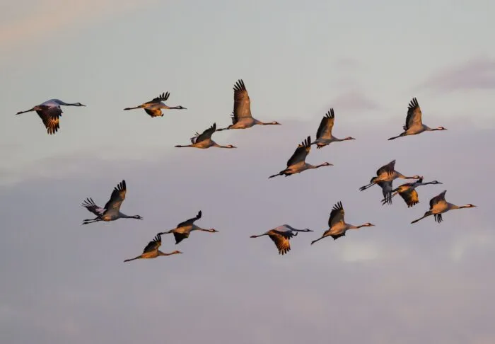 Kraniche fliegen zum Sonnenaufgang über dem Naturpark Niederlausitzer Landrücken. (Archivbild)