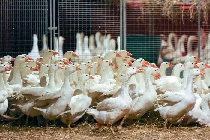 Zuchtgänse laufen durch einen Stall. An Weihnachten wird nach Befürchtung von Geflügelzüchtern wegen der kursierenden Vogelgrippe so mancher auf die traditionelle Weihnachtsgans verzichten müssen.