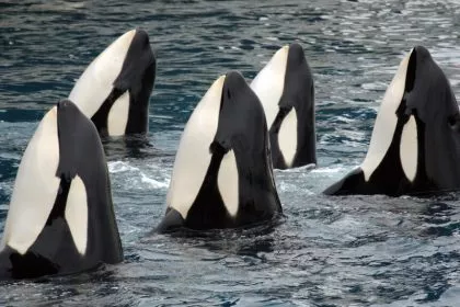 Wochenrückblick: Orcas spielen Schiff-versenken und KI lügt absichtlich