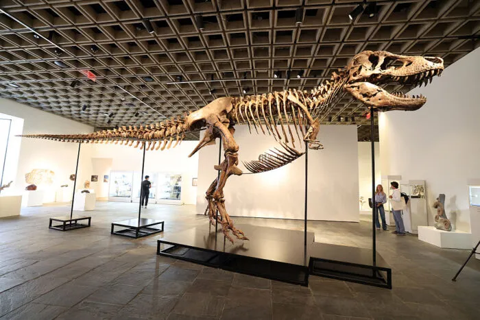 Versteigertes Naturerbe: der Tyrannosaurus rex namens Gus