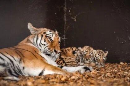 Namen gesucht: Drei Tigerbabys in Niedersachsen vorgestellt