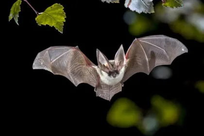 Studie zeigt: Fledermäuse leuchten grün