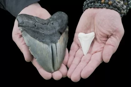 Fehler in Mathestunde führt zu „größeren“ Erkenntnissen über gigantischen Urzeit-Hai Megalodon