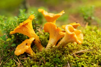 10 essbare Pilze und ihre giftigen Doppelgänger