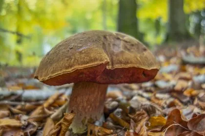 Auf Nummer sicher gehen: Unbekannte Pilze besser stehen lassen