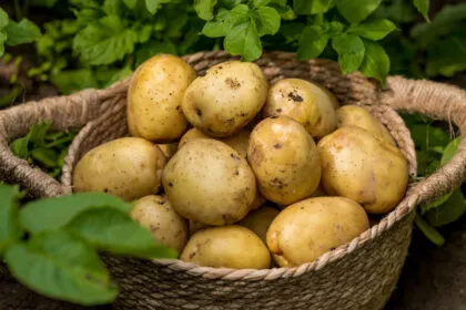 Kartoffel: Die Knolle gegen Sodbrennen und hohen Blutzucker + Rezept