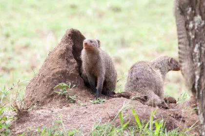 25 Jahre Kampf gegen invasive Raubtiere - Japan hat eine Insel befreit