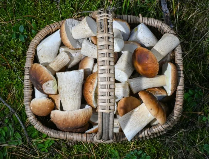 Pilzesammeln erfreut sich als Beschäftigung im Herbst großer Beliebtheit: Mittlerweile gibt es sogar selbst ernannte Pilz-Influencer.