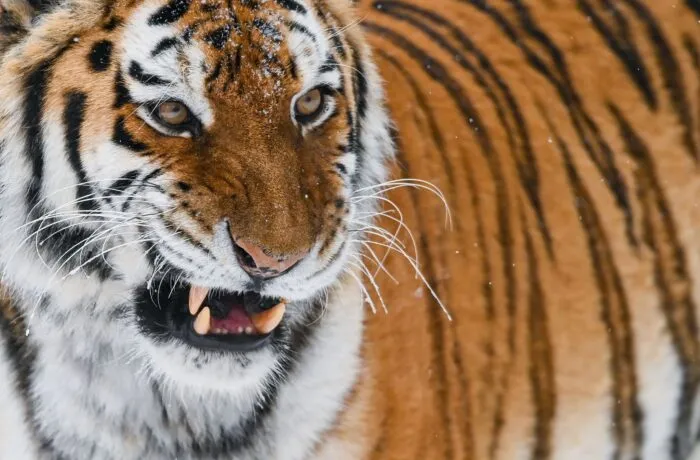Der sibirische Tiger oder Amur-Tiger ist die größte Raubkatze der Welt. In einem Zoo in England wurde ein Mann von einem der Tiere getötet, nachdem er dessen Gehege betreten hatte. (Illustration)