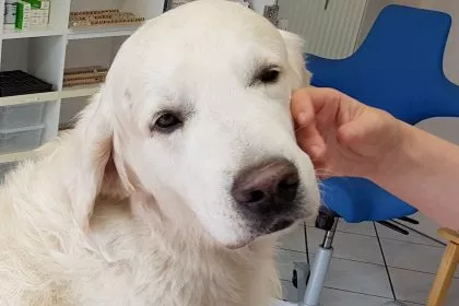 EU: Alle Hunde und Katzen brauchen künftig einen Chip