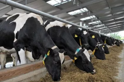 Milchbauern unter Druck: Preisverfall bringt viele in die Bredouille