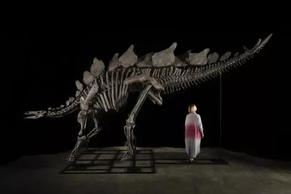Skelett des größten Stegosaurus kommt unter den Hammer