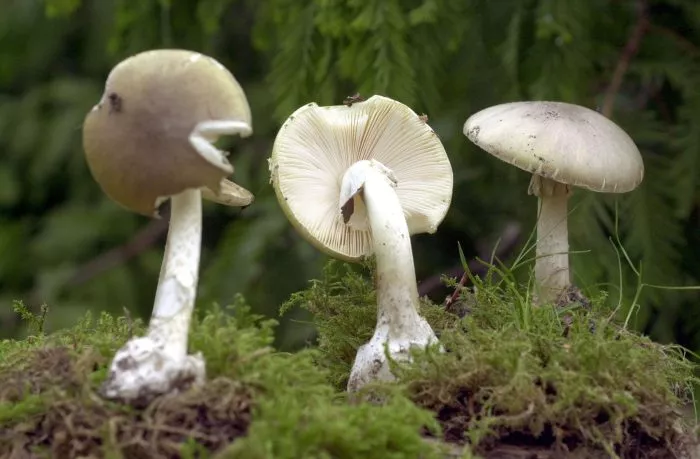 Der Grüne Knollenblätterpilz ist extrem giftig - und ähnelt harmlosen Champignons. (Archivbild)