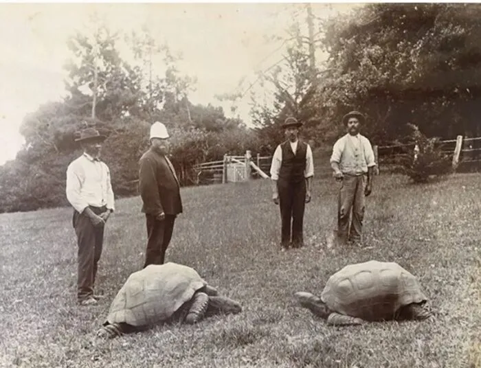 Die meiste Zeit seines Lebens verbrachte Jonathan auf der Insel St. Helena.