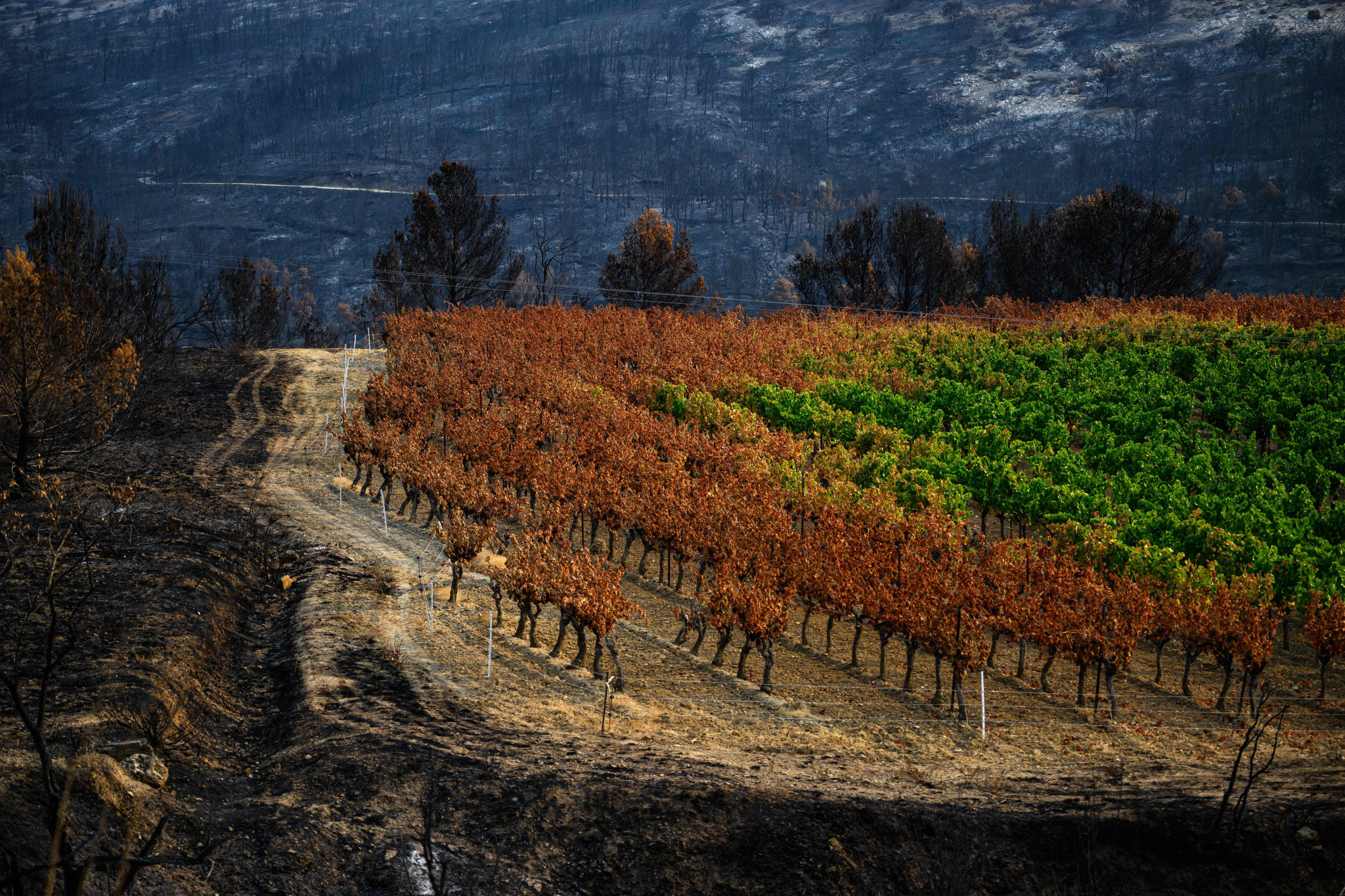 Un avenir incertain pour les vignerons