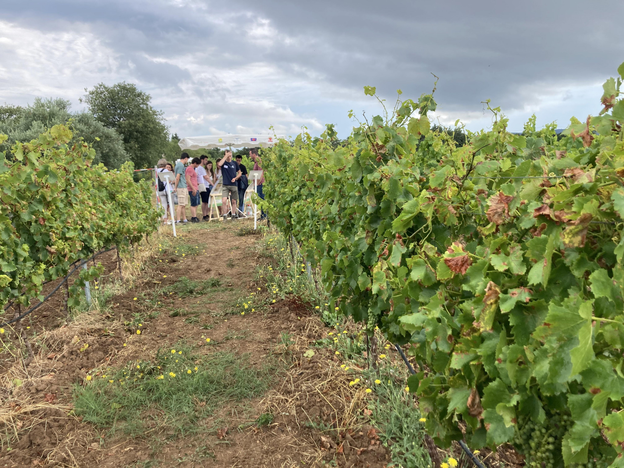 En Vaucluse, les viticulteurs toujours au milieu du gué