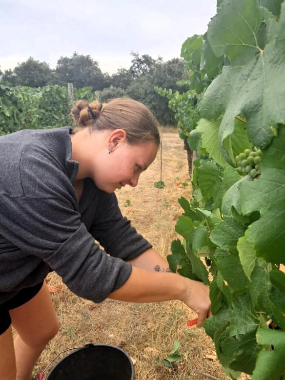 Les vendanges pressent les professionnels