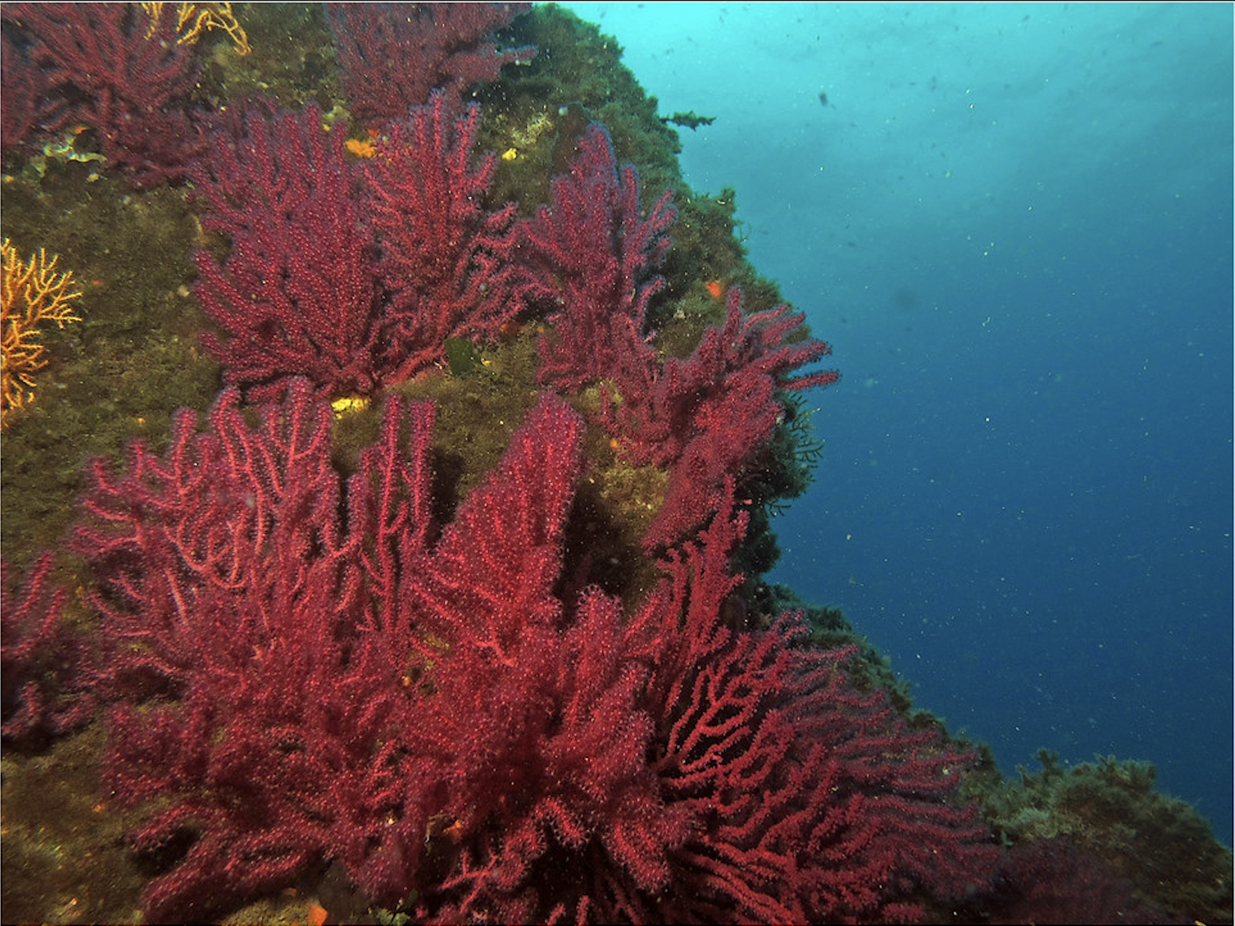 Biodiversité marine : les gorgones rouges mieux préservées mais toujours menacées au large de Marseille