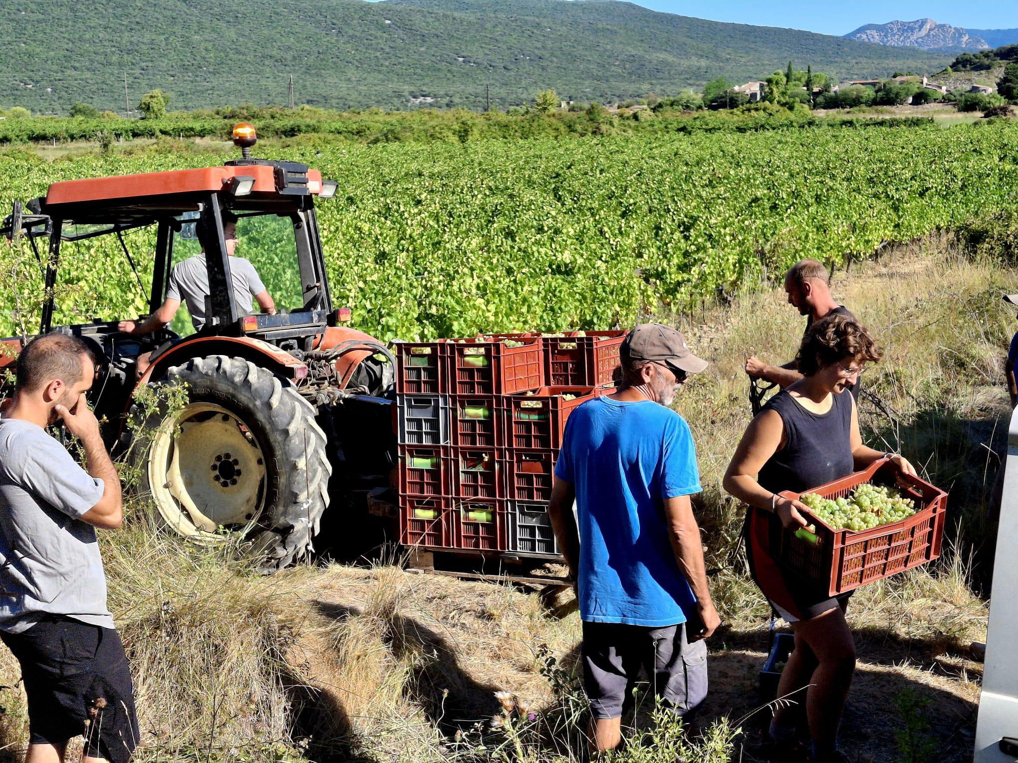 Les vendanges, un moment de convivialité