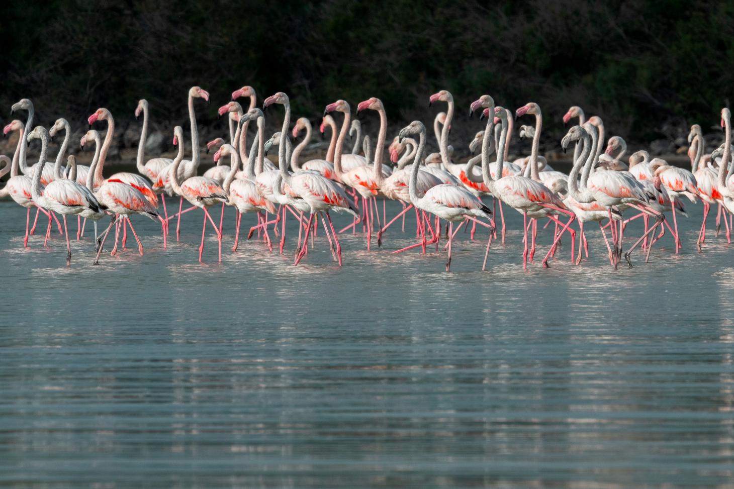 [Science] Chez les flamants roses, la revanche des migrateurs